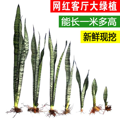 高银脉虎皮盆栽植物花卉客厅室内