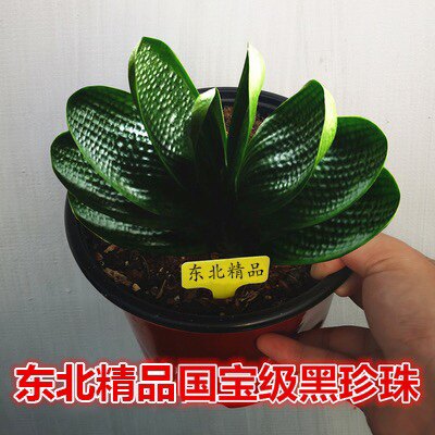 东北长春国宝级精品君子兰盆栽花卉虎头珍珠宽叶圆头和尚短叶麻脸