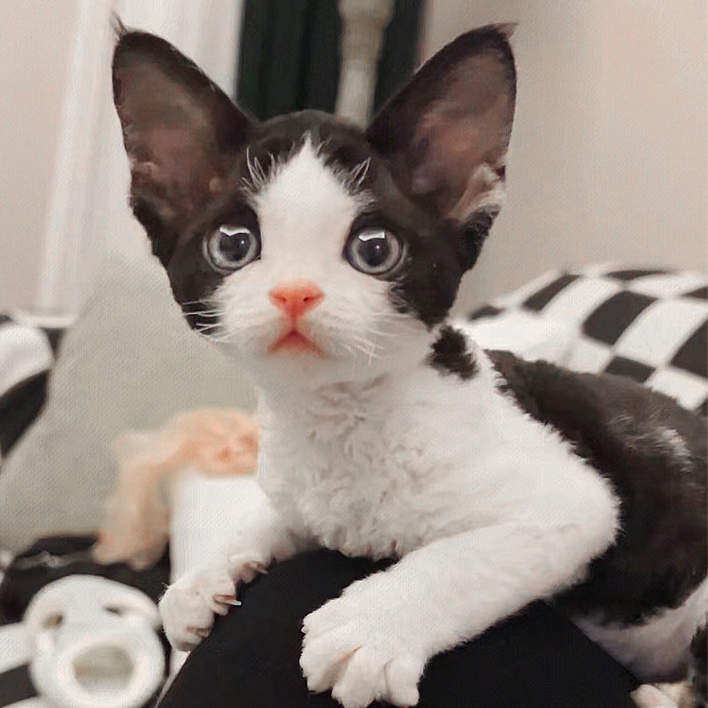 德文卷毛猫幼猫纯种黑白开脸帝王猫不掉毛的猫高智商猫咪活体宠物