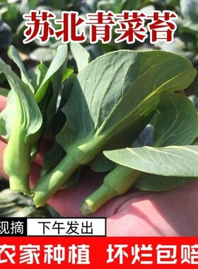 霜冻苏北青菜苔菜头新鲜菜尖绿色蔬菜当季青菜苋现摘现发软糯甜