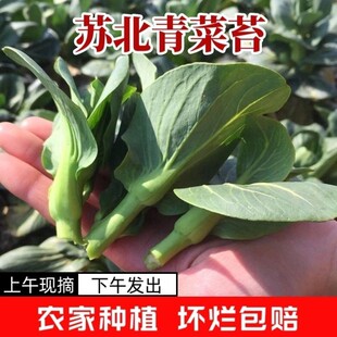 霜冻苏北青菜苔菜头新鲜菜尖绿色蔬菜当季青菜苋现摘现发软糯甜