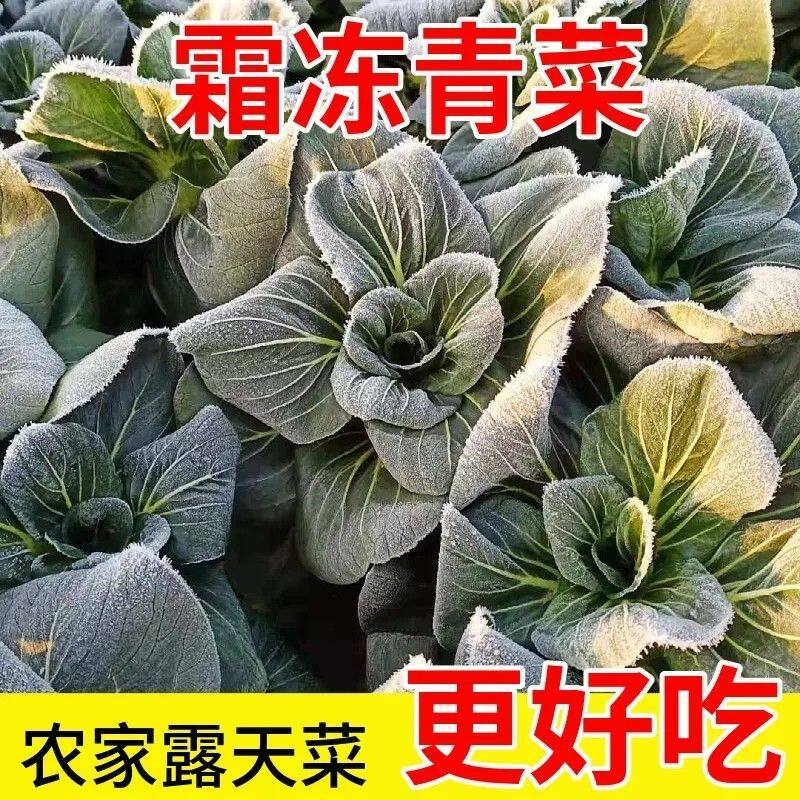 苏北霜冻青菜矮脚苏州青新鲜露天黑菜现摘现发农家青菜蔬菜软糯甜,水产肉类/新鲜蔬果/熟食,叶菜类,淘宝优惠券,粉丝福利购,淘宝优惠卷
