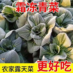 苏北霜冻青菜矮脚苏州青新鲜露天黑菜现摘现发农家青菜蔬菜软糯甜
