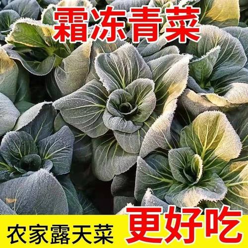 苏北霜冻青菜矮脚苏州青新鲜露天黑菜现摘现发农家青菜蔬菜软糯甜