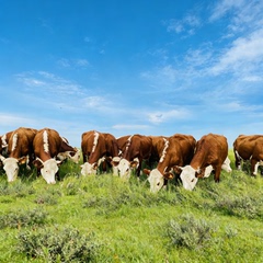 可定制3D高清草地黄牛群草原酒店蒙古包背景墙壁画朝阳FJ02323