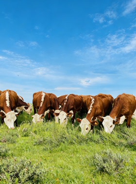 可定制3D高清草地黄牛群草原酒店蒙古包背景墙壁画朝阳FJ02323