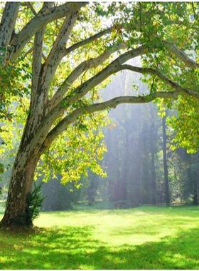 FJ01018定制环保背景墙树林森林草地大树风景树绿色电视墙沙发墙