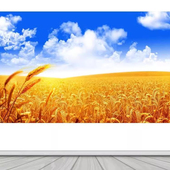 丰收大麦金色麦田麦子蓝天白云风景麦穗FJ05331客厅饭店背景墙画