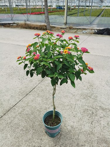 棒棒糖五色梅盆栽耐热花期长