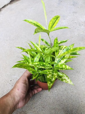 盆栽星点空气窗台吸甲醛夏季