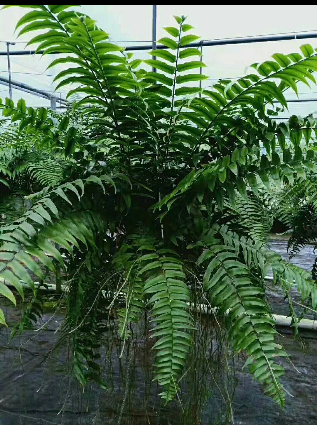 超大进口威武蕨霸王蕨盆栽室内吊盆绿植盆栽好养美观净化空气