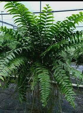 超大进口威武蕨霸王蕨盆栽室内吊盆绿植盆栽好养美观净化空气