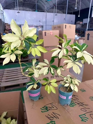 棒棒糖造型大叶花叶鸭脚木高度40-50厘米左右耐阴四季叶子不落叶