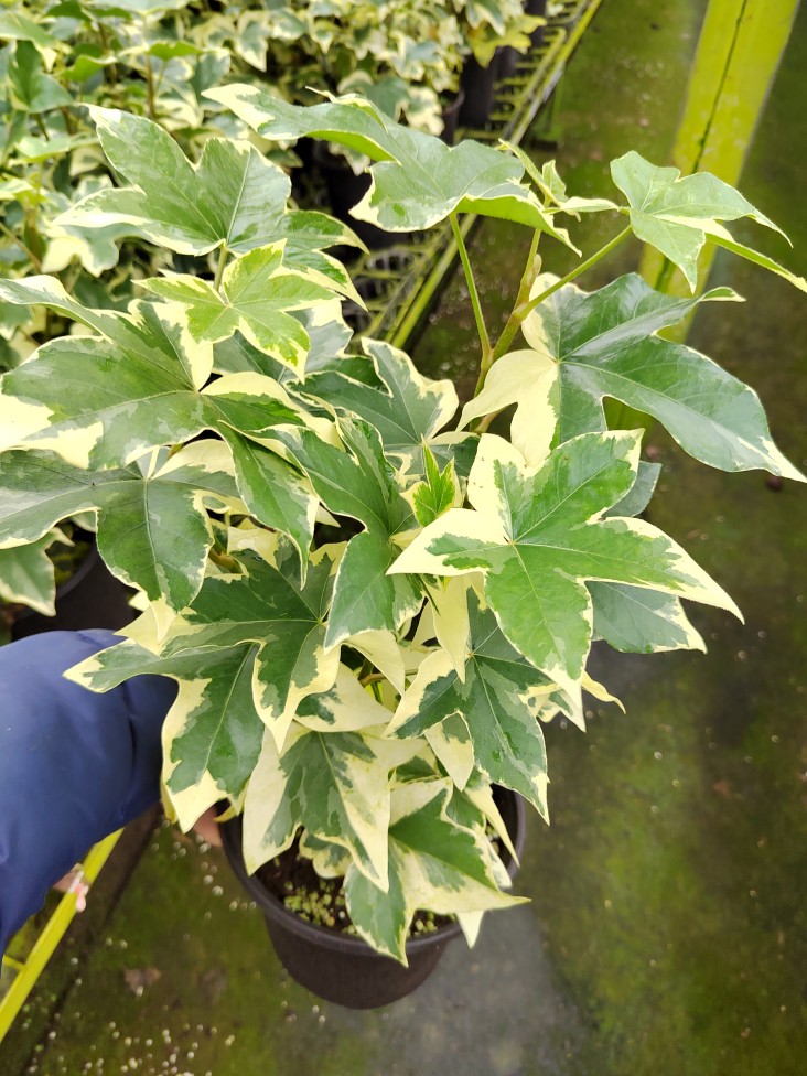 花叶熊掌木绿植盆栽好养四季不落叶净化空气3颗一盆1加仑