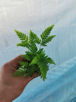 傅氏蕨苗狼尾蕨苗银线蕨苗微景观雨林植物