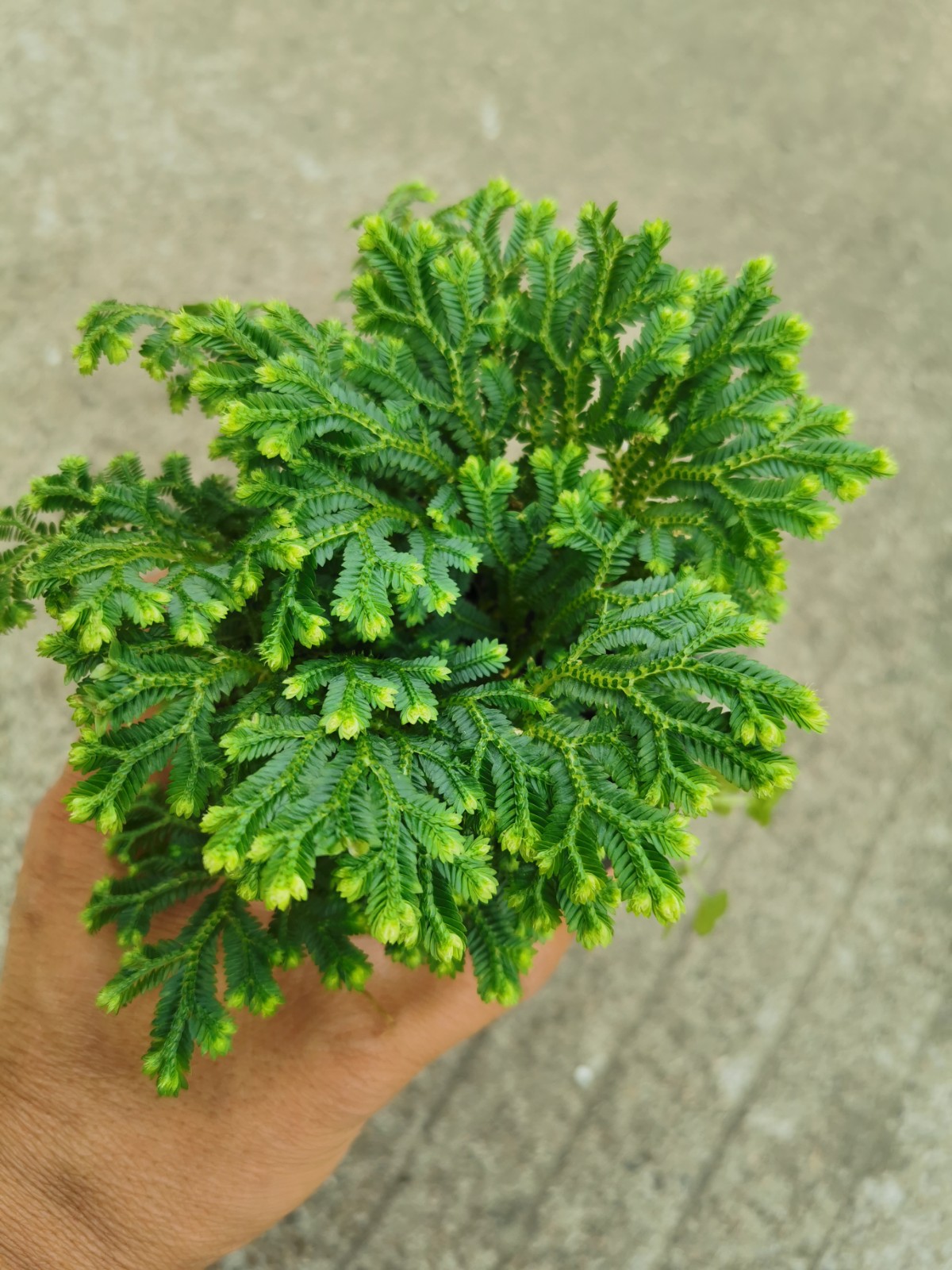 星光蕨卷柏蕨盆栽室内植物好养喜湿可水养推荐观叶植物绿植室内