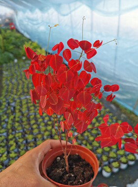 紫锦木绿植盆栽非洲黑美人非洲红好养室内阳台窗台变色火焰酢浆草