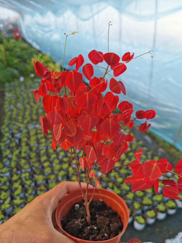 紫锦木绿植盆栽非洲黑美人非洲红好养室内阳台窗台变色火焰酢浆草