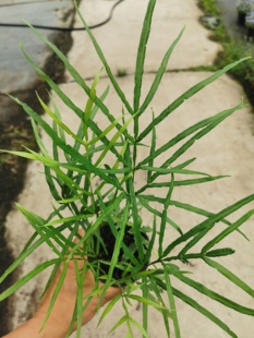 井口凤尾草盆栽造景观赏绿植耐寒耐热中草药盆栽