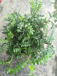 清香木胡椒木盆栽糕点装 饰叶子有香味 饰叶子蛋糕装