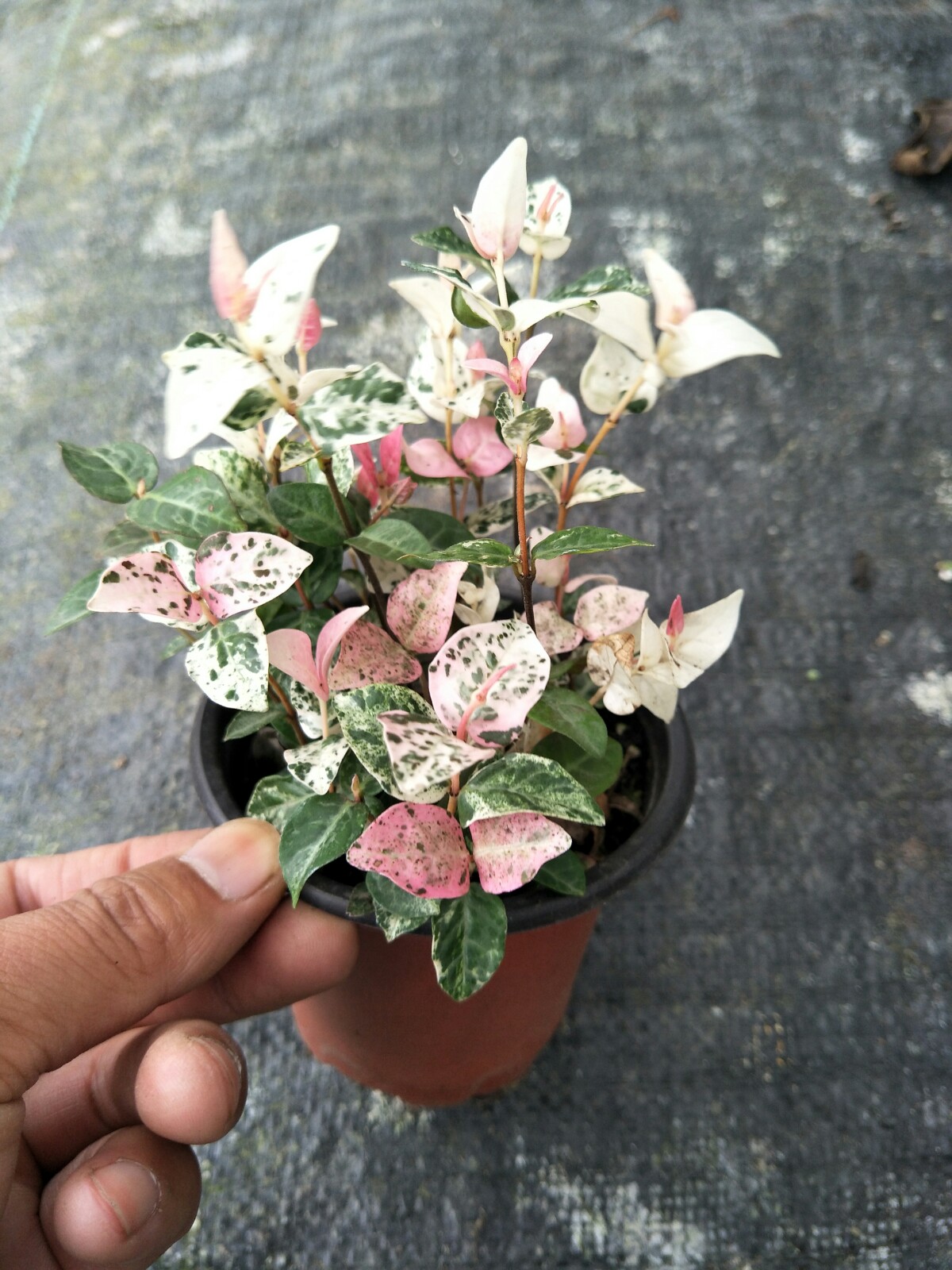 小盆花叶盆栽好养阳台植物多年生