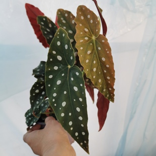 秋海棠Ins风网红进口绿植盆栽室内阳台鳟鱼海棠蜗牛海棠富士海棠