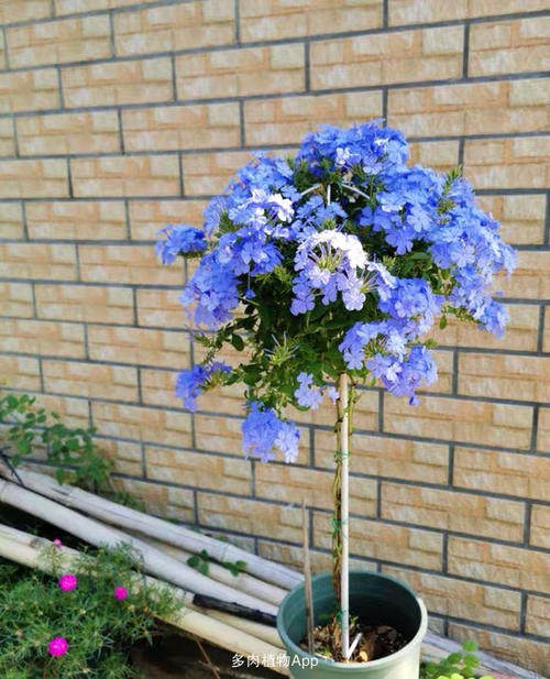 棒棒糖蓝雪花五色梅好养四季开花漂亮带盆美观庭院阳台窗台开花