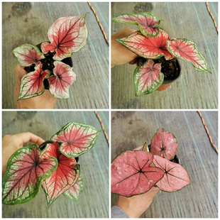 彩葉芋盆栽苗室內(nèi)花葉夏日微風(fēng)竹芋植物