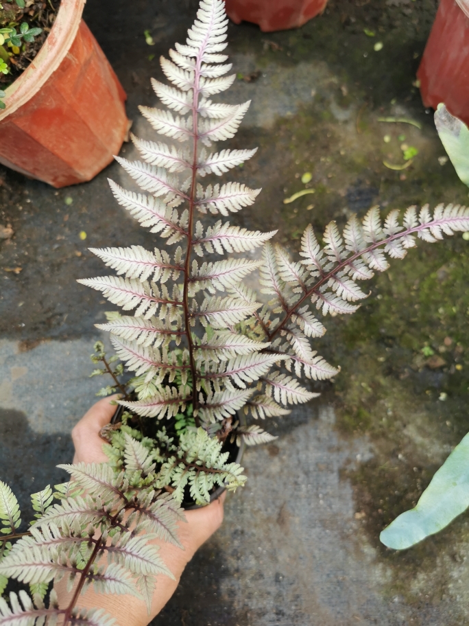 紫色日本进口耐阴湿度多年生盆栽