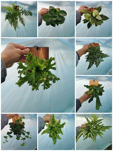 植板植物悬挂室内绿植干净好养背景墙美化挂板植物室内带板发货