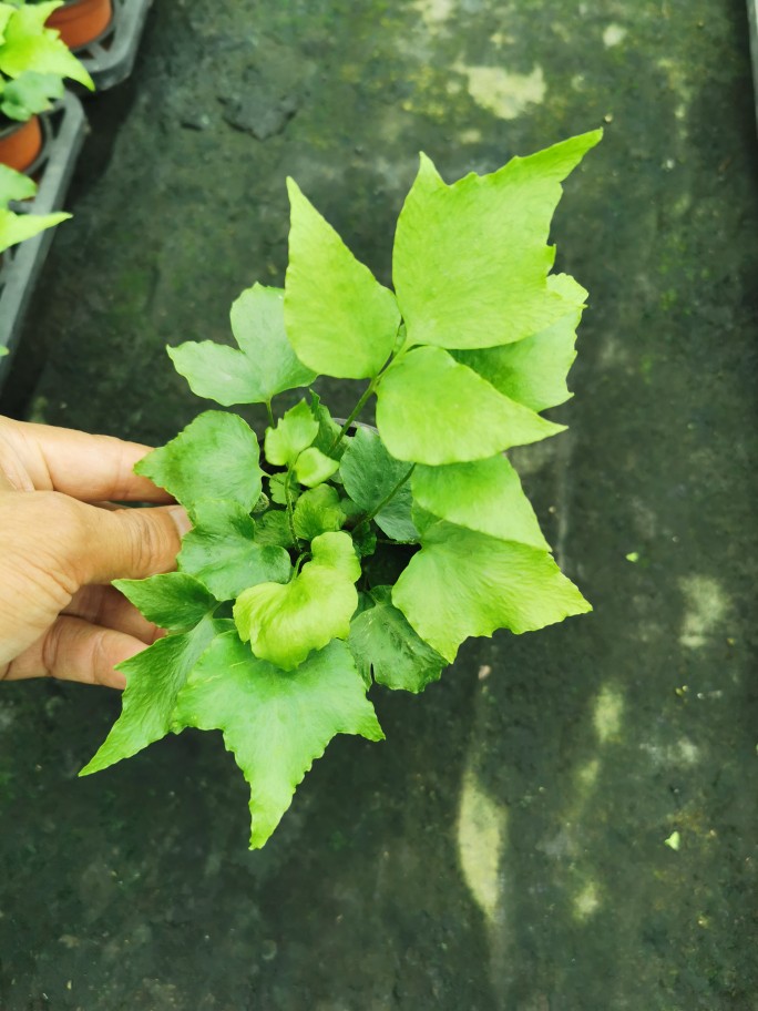 进口贯众蕨盆栽室内绿植盆栽微景观造景植物
