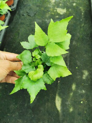 进口贯众蕨盆栽室内绿植盆栽微景观造景植物