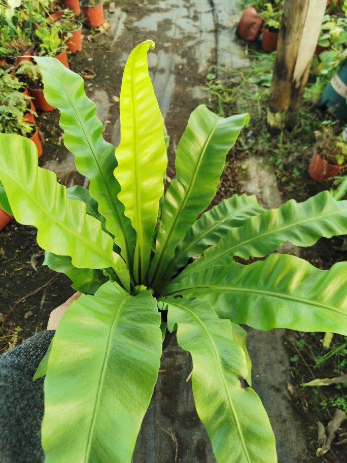 山苏蕨台湾鸟巢蕨可食用蕨山苏菜1加仑