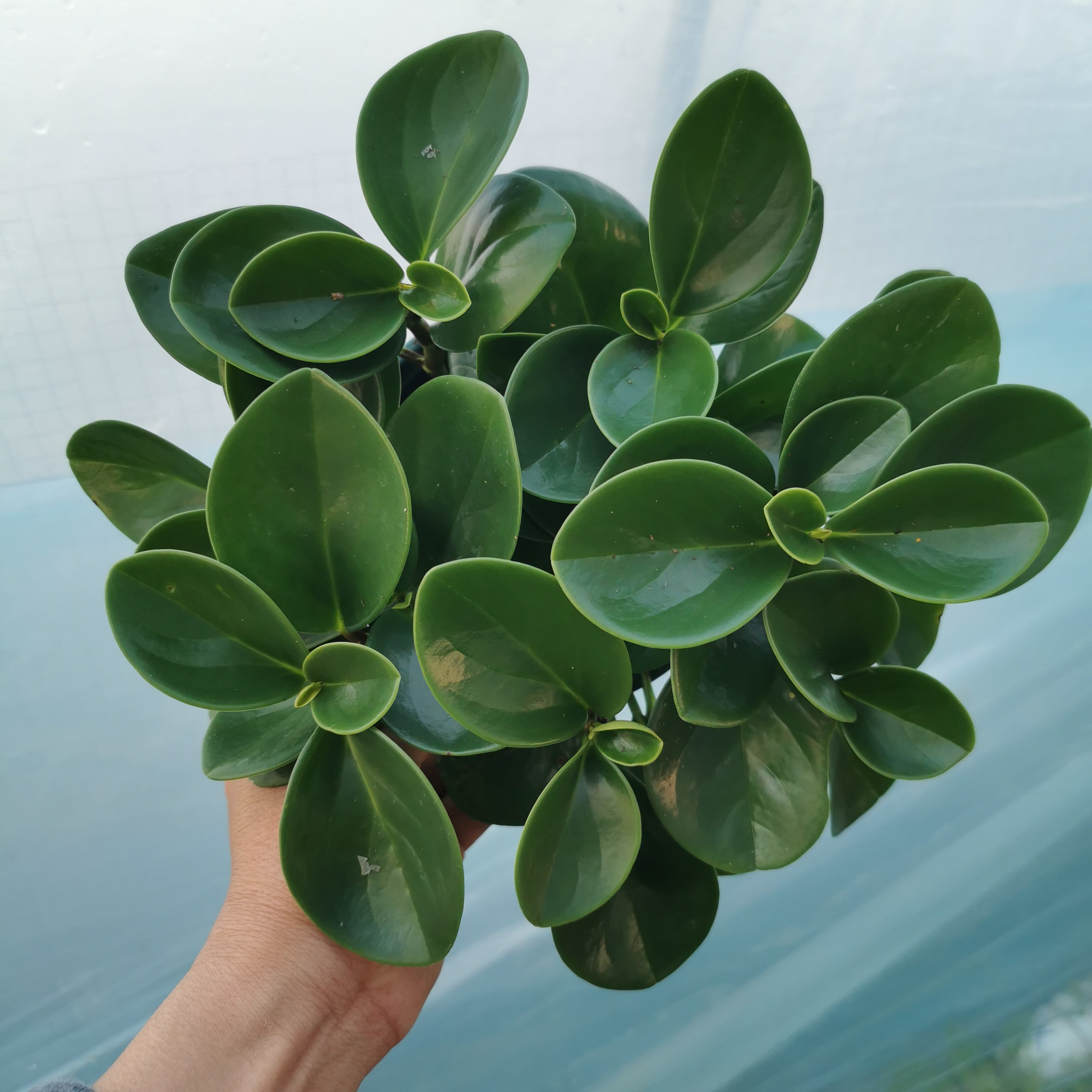 圆叶椒草豆瓣绿植物盆栽室内花水培碧玉绿植好养活四季幼儿园盆栽图片