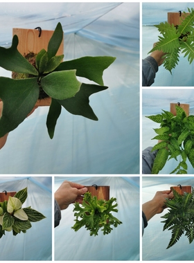 植板鹿角蕨盆栽挂板植物室内绿植耐阴好养干净实拍图带板发货