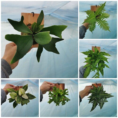 植板鹿角蕨盆栽挂板植物室内绿植耐阴好养干净实拍图带板发货