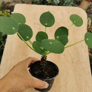 网红镜面草盆栽 老桩翠屏草 摇钱树盆栽 好养微景观植物