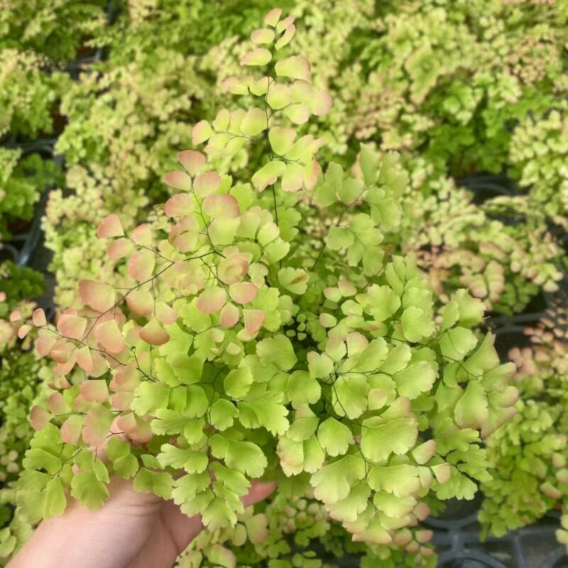 大叶银币铁线蕨盆栽柔情铁线蕨密叶铁线蕨东京木蕨马耳蕨雨霏铁线