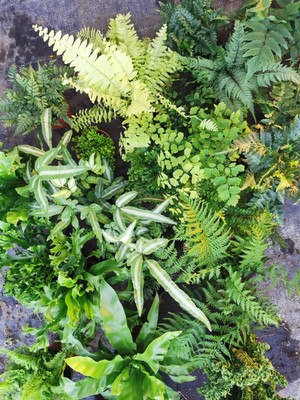 蕨类植物室内耐阴好养