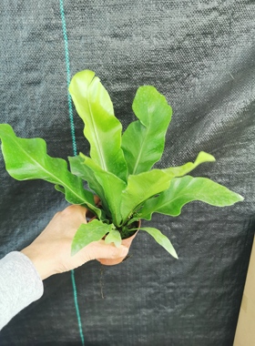 山苏鸟巢蕨大叶鸟巢蕨四季绿色室内绿植