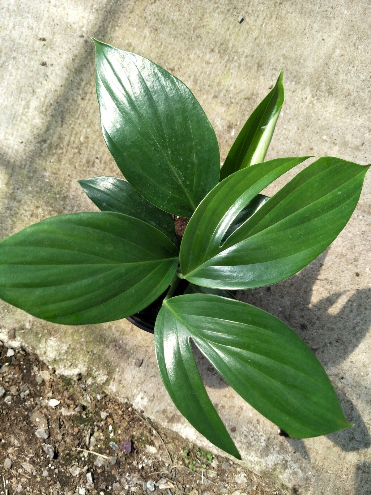 麒麟尾盆栽室内绿植好养四季常绿多年生净化空气