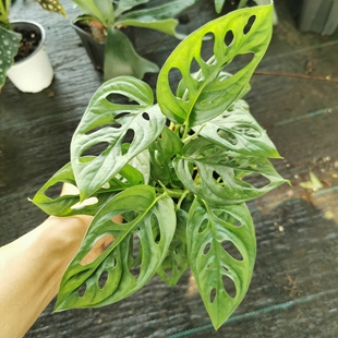 仙洞龟背竹盆栽可水培室内绿植净化空气美观好养耐阴