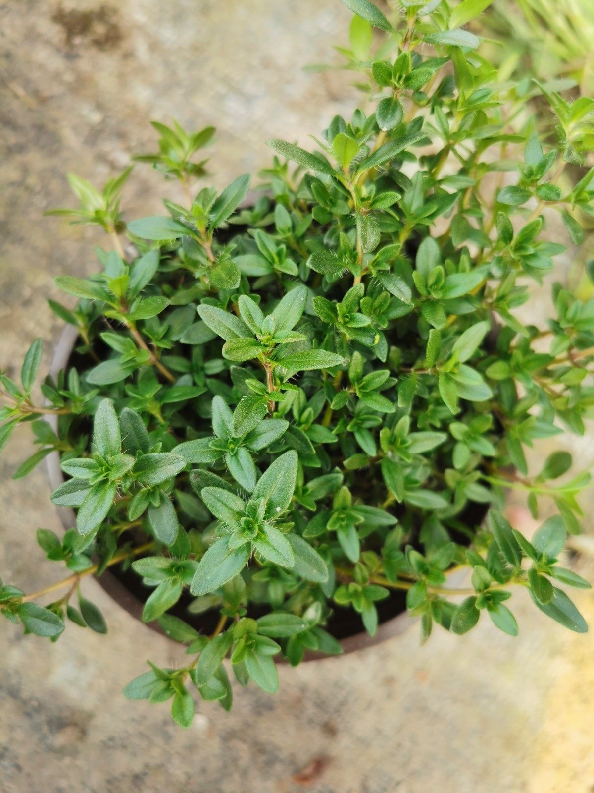 百里香盆栽金边百里香好养窗台阳台四季多年生耐寒有蛋糕西餐装饰