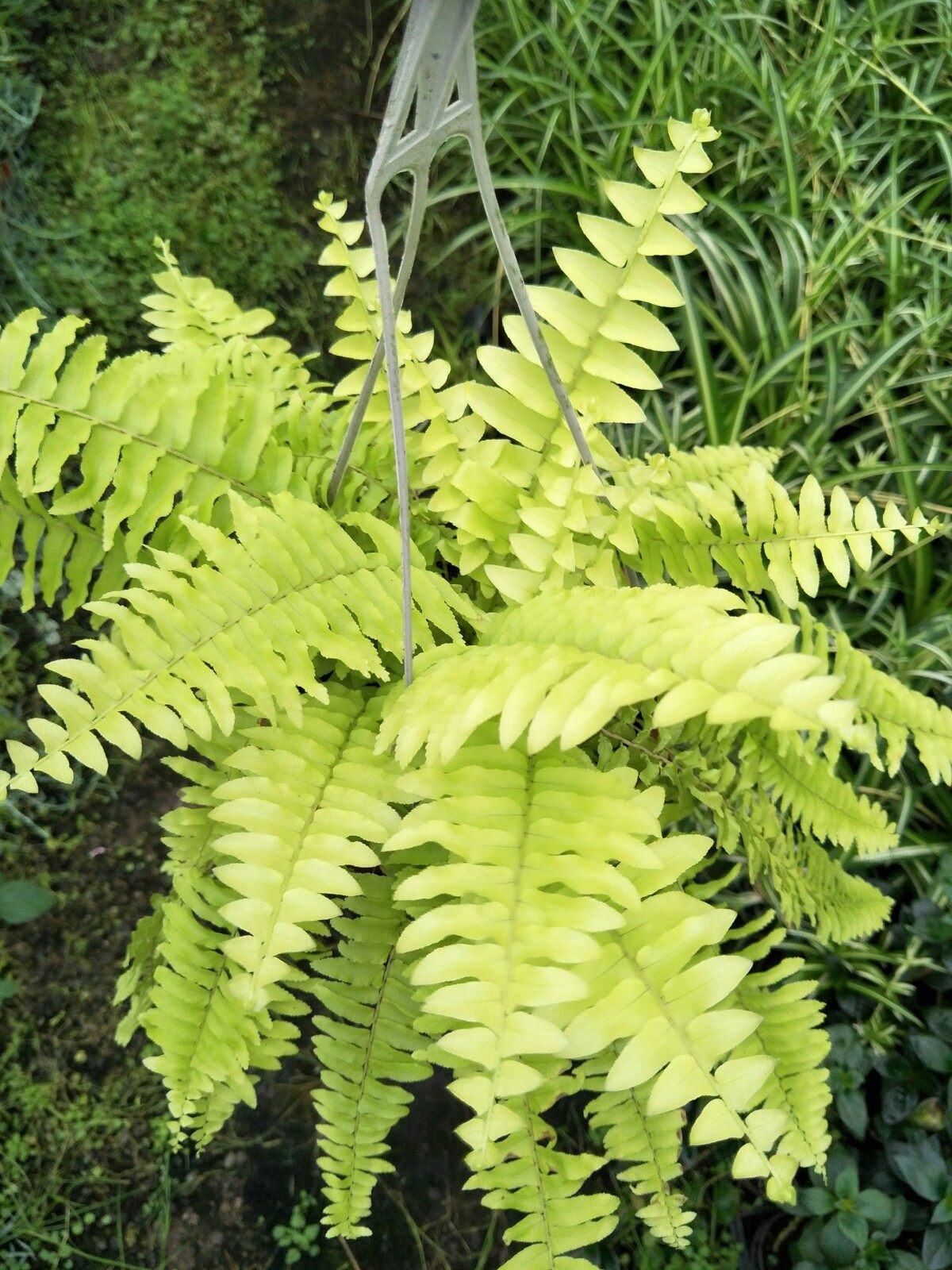 blonde进口黄金波斯蕨垂吊黄金波斯蕨好养室内植物四季黄金色