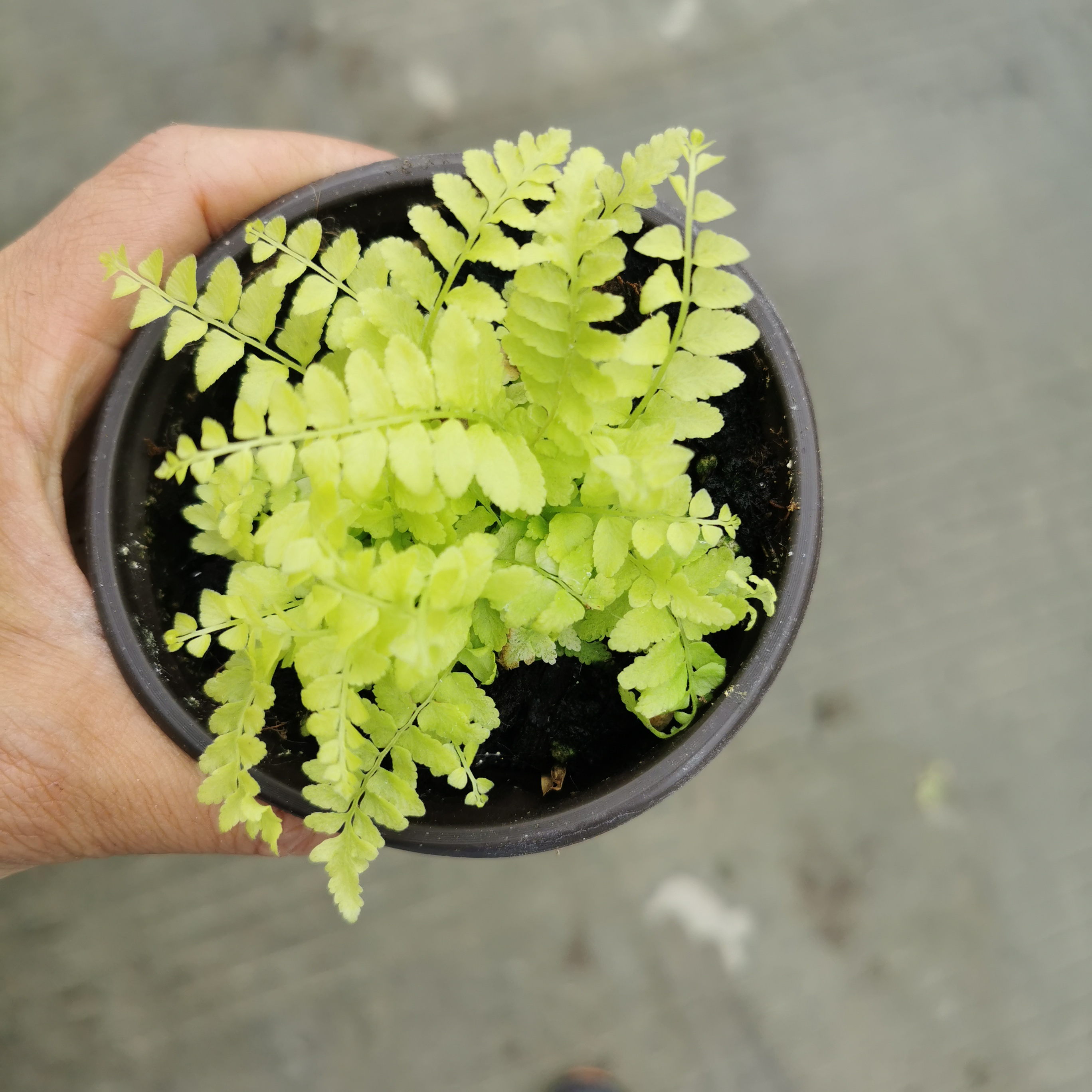 迷你黄金波斯蕨类附生好养雨林缸草缸造景植物室内绿植桌面盆栽