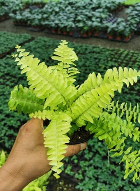 进口黄金波斯蕨Golden Persian fern金叶波斯顿蕨好养四季金黄色