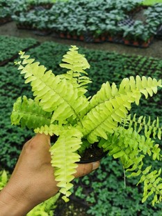 金黄色 fern金叶波斯顿蕨好养四季 进口黄金波斯蕨Golden Persian
