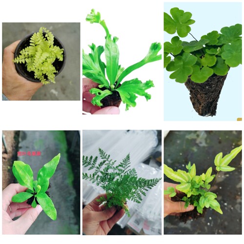 微景观水陆雨淋植物微景观植物微景观diy植物造景蕨类小苗