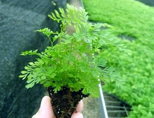 植物狼尾小苗适合微型盆景造景