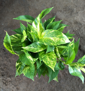 花叶绿萝盆栽花叶黄金葛好养净化空气美观